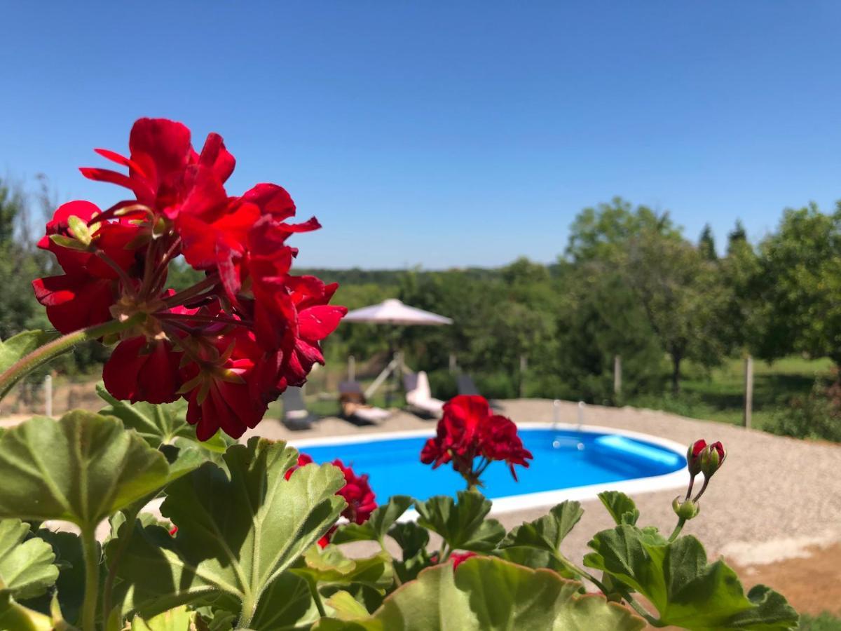 Willa Fruska Pool House Sremska Kamenica Zewnętrze zdjęcie